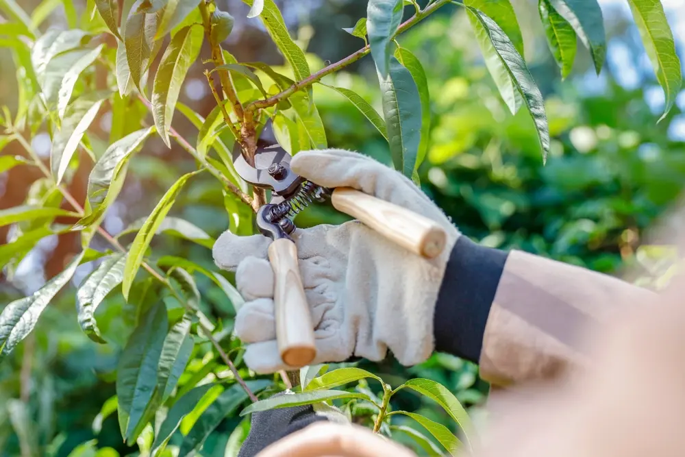 Tree trimming and pruning services in Phoenix, AZ
